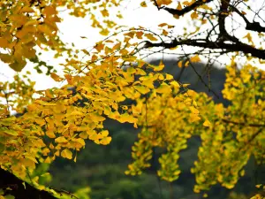 大桐木灣村