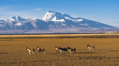 Ali Shenshan Shenghu Tourist Area