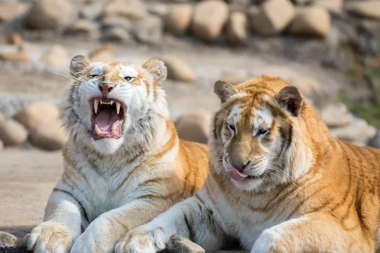 3_Taihu Lake Longemont Paradise