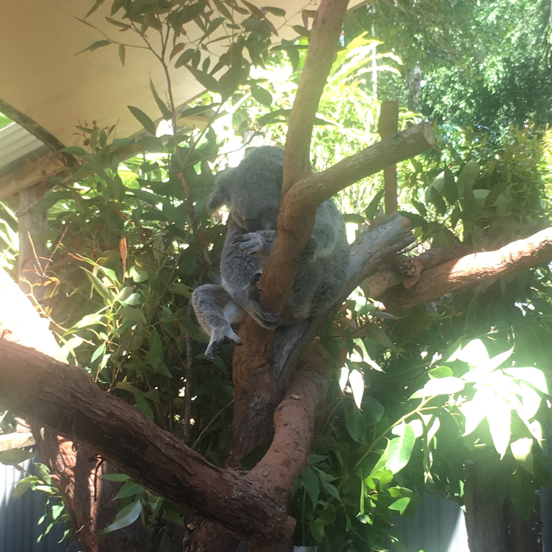 A must visit if you are around that area! Koalas are the most adorable animal in the whole world. You can take a picture with them and see other Australian animals there.