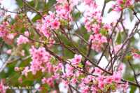 [親子好去處] 日式公園賞火紅杜鵑花+單車公園之櫻花樹下