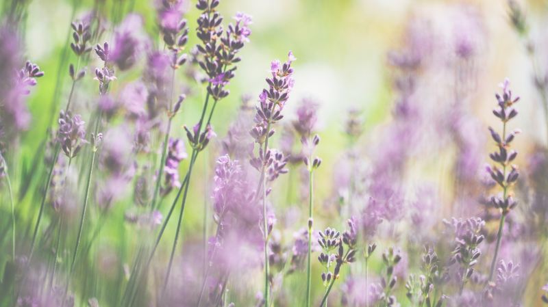 Huocheng Lavender Fields