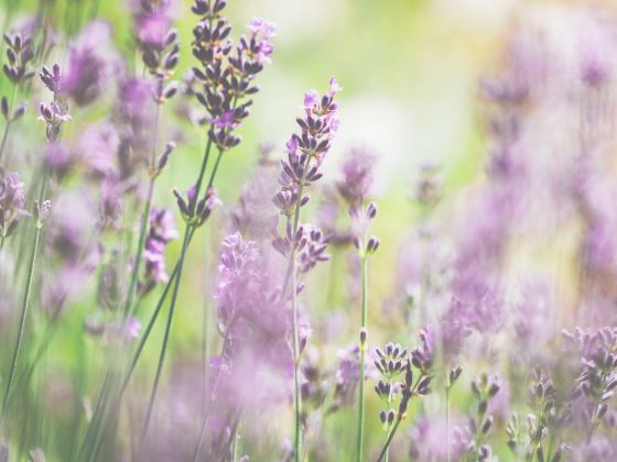 Huocheng Lavender Fields