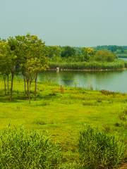 馬踏湖國家濕地公園