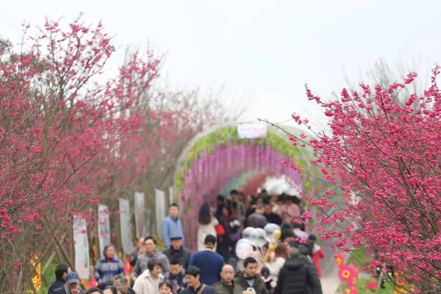 美櫻花海