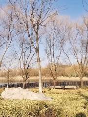 Guanghe River Wetland Park, Ningyang