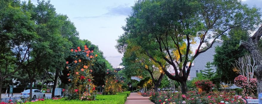 Chinese Rose Garden