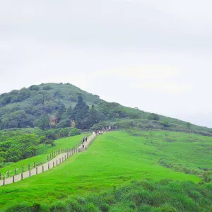 擎天崗大草原