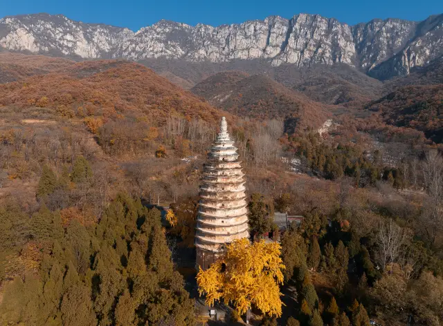 Ginkgo Viewing in Dengfeng