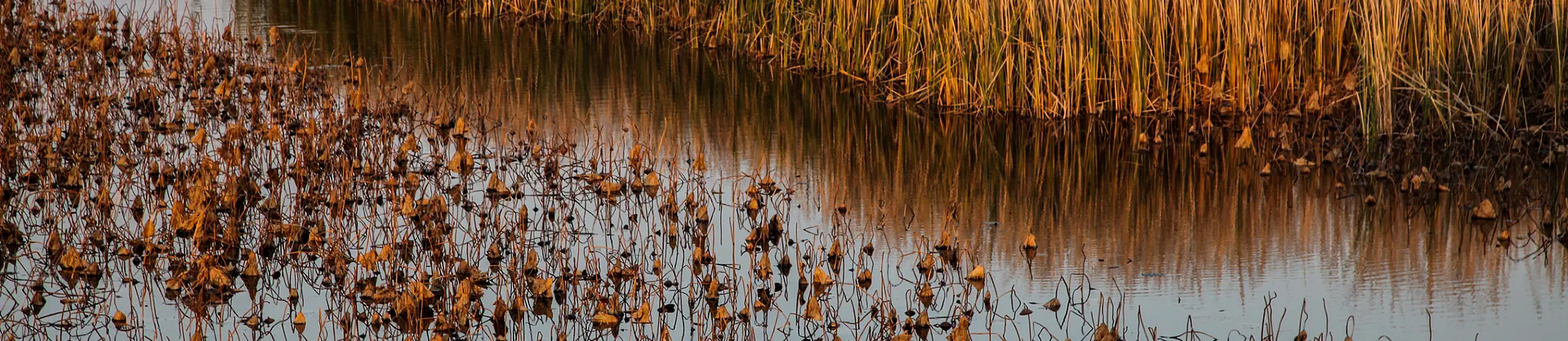 Paysages d’automne