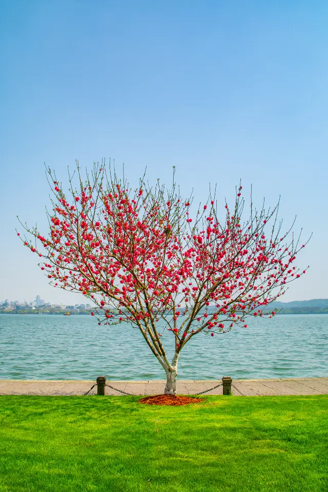 Peach Blossom Viewing in Hangzhou