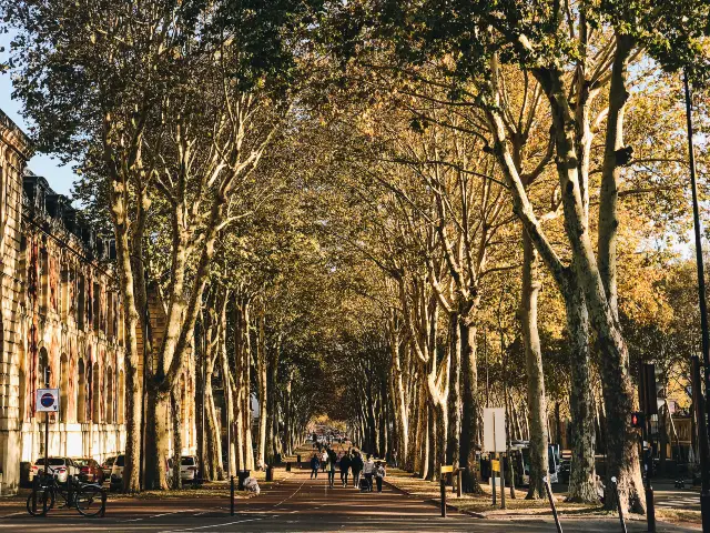 巴黎賞梧桐樹