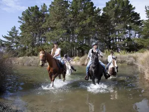 Horse Riding in Auckland