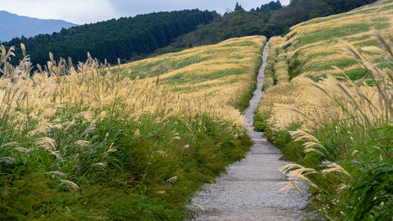 เซงกูฮาระ