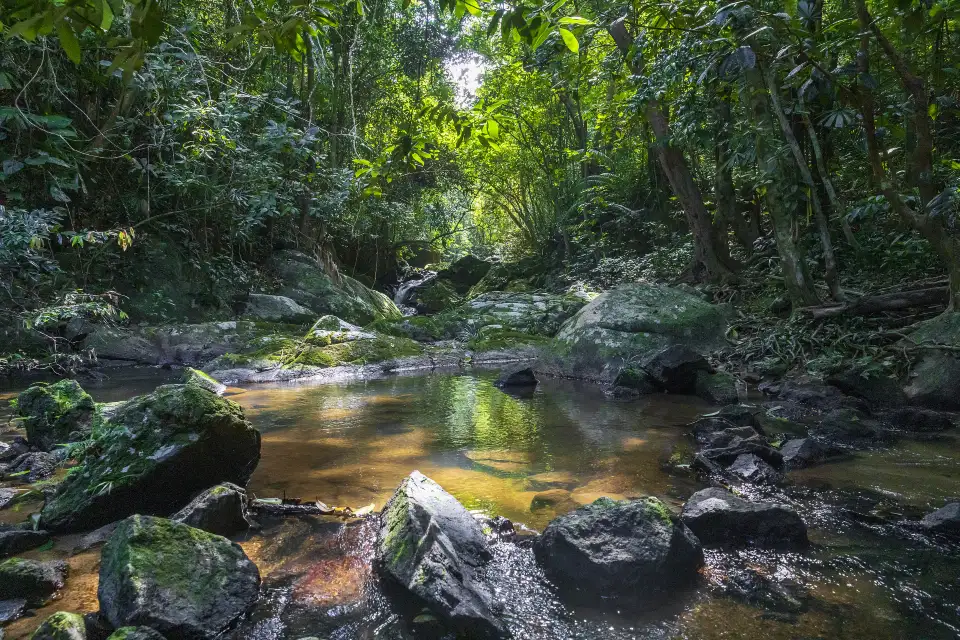 3_Tropic Rain Forest Scenery Spot of Five Finger Mountain