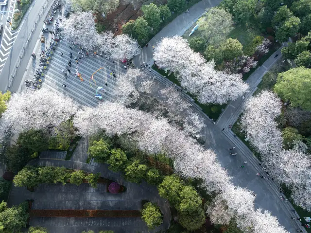 Cherry Blossom Viewing in Jinhua