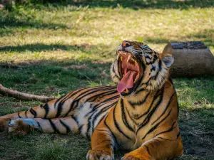 Zoologico Guadalajara