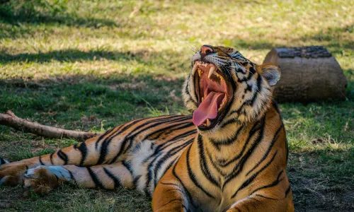 Zoologico Guadalajara