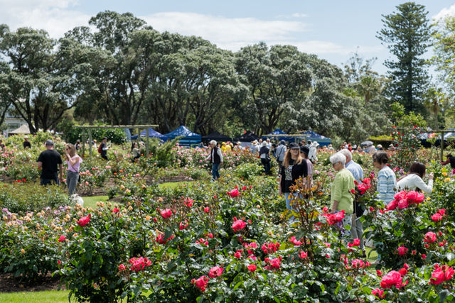 帕內爾玫瑰節 | 奧克蘭