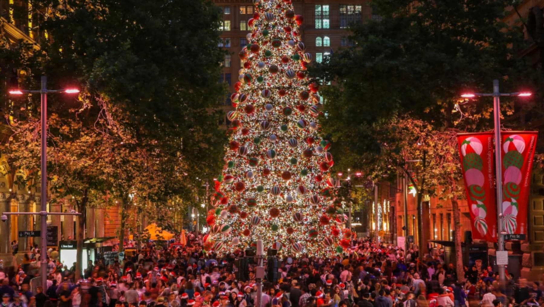Martin Place Christmas tree | Sydney