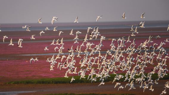 Wunian Island, Poyang Lake Prairie Scenic Area