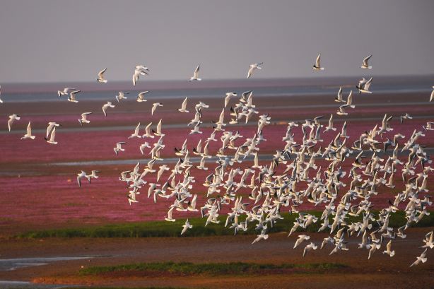 Wunian Island, Poyang Lake Prairie Scenic Area