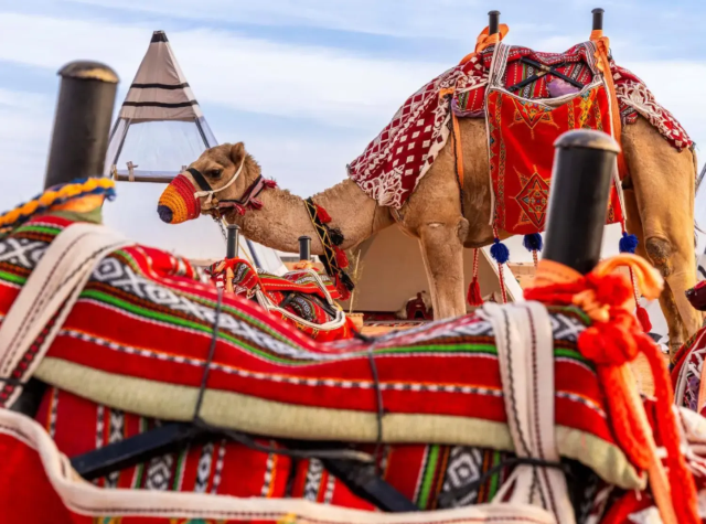 The 10th King Abdulaziz Camel Festival | Riyadh