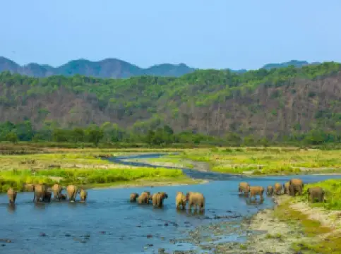 Fioriture Primaverili a Uttarakhand: le opzioni più popolari