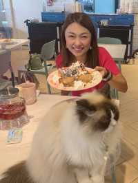 駱駝漆開心貓咪Cafe 