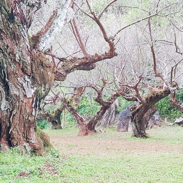 สวนบ๊วยดอยอ่างขาง