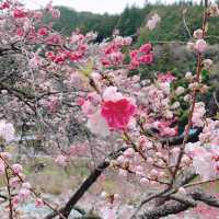 旅行|花桃の里(長野県阿智村)