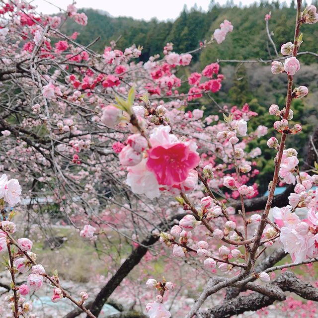 旅行|花桃の里(長野県阿智村)