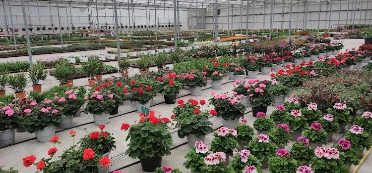 Primflors Triquet