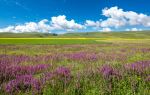 Qinghai Lake