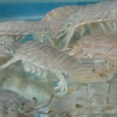 海音缘海鲜饭庄(抹直口店) User Photo