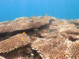 Moalboal Sardines Run - Cebu Sardines Run