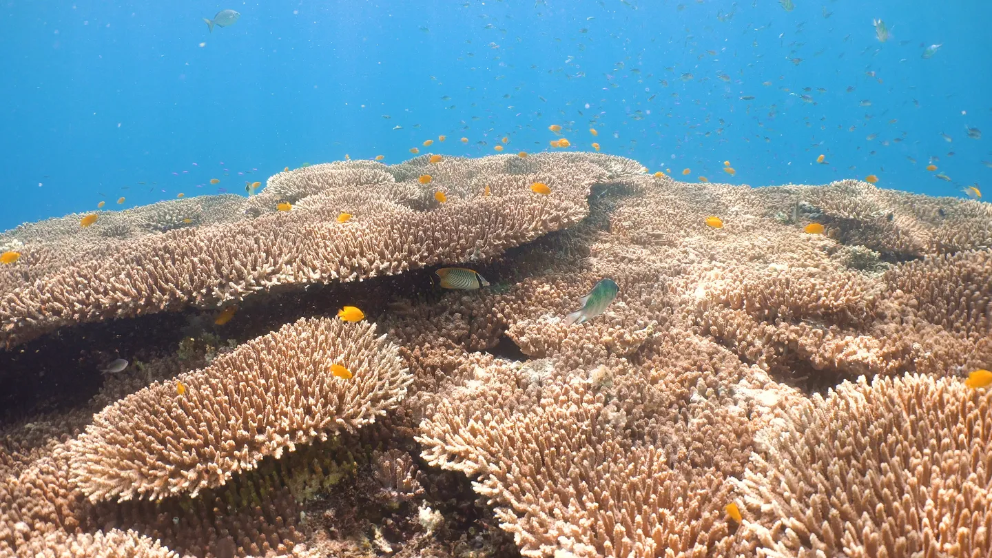 3_Moalboal Sardine Run