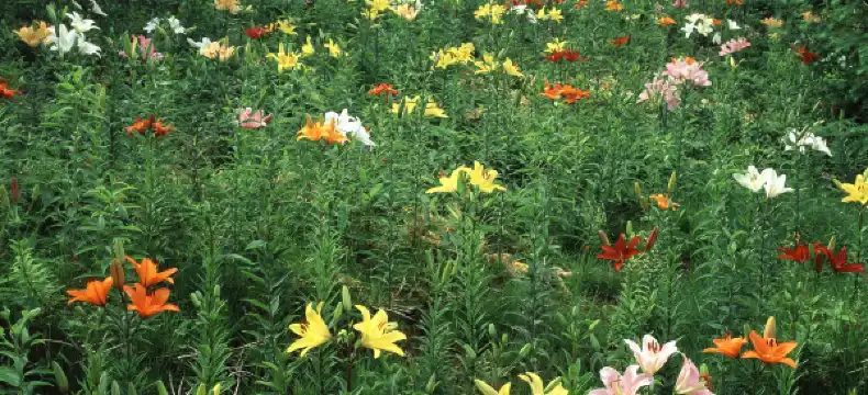 那須塩原のホテル