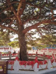 Xiaohelong Millenary Ancient Pine Tree