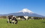 Fujisan Farm