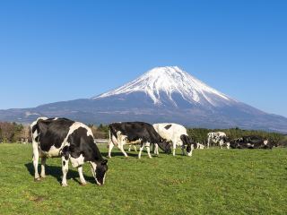 富士吉田市10大最佳頂級飯店排名