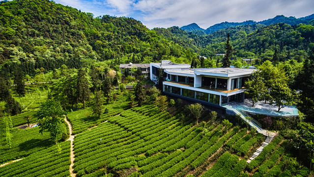 Emei Snow Bud Organic Tea Base