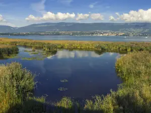 Neuenburgersee