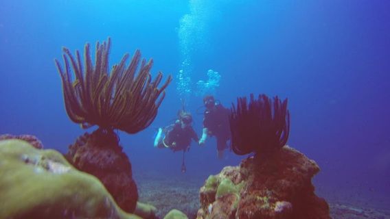 Blue Marlin Dive Centre