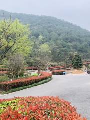 Хунаньский луковичный сад Восточного Цэна