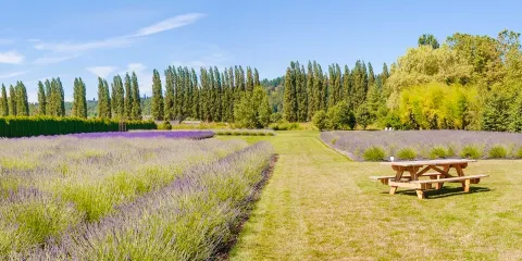 馬修斯海灘公園