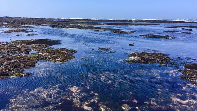 J V Fitzgerald Marine Reserve