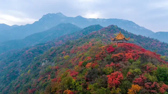 Fall Foliage Sightseeing in Luoyang