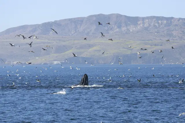 Whale Watching At Sea in Los Angeles