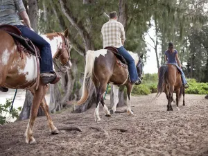 Horse Riding in Hawaii